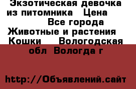 Экзотическая девочка из питомника › Цена ­ 25 000 - Все города Животные и растения » Кошки   . Вологодская обл.,Вологда г.